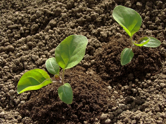 Eggplant-seedlings