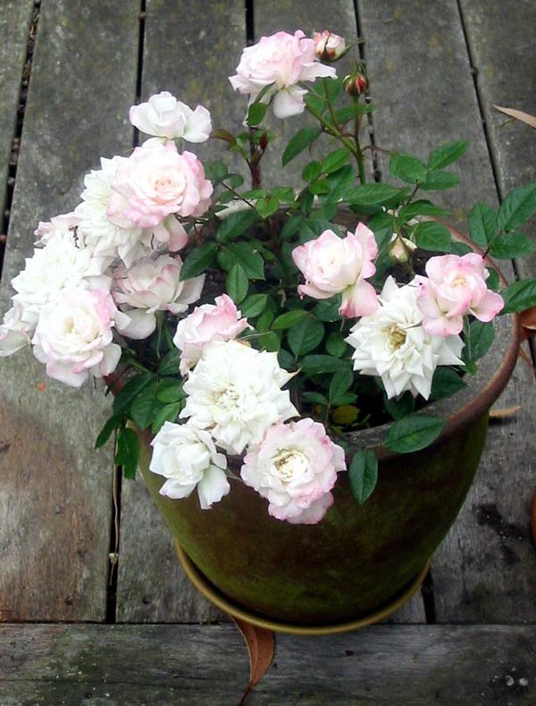 pot-miniature-rose