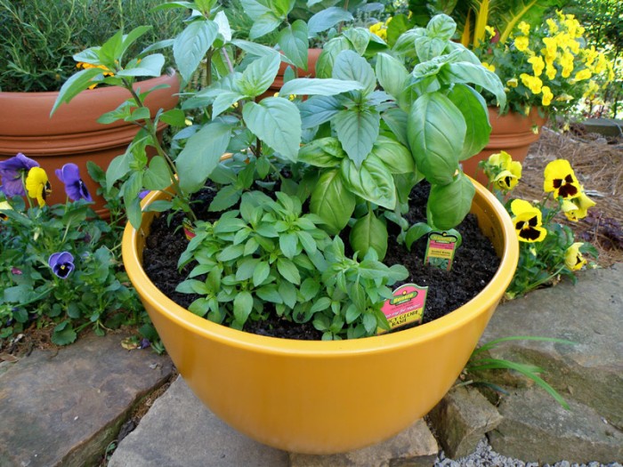 soil-moist-growing-basil-in-a-pot